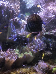 Zebrasoma