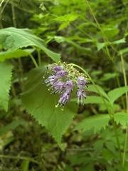 Hydrophyllum virginianum atranthum