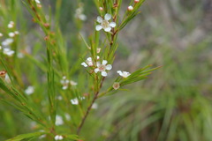 Leptospermum juniperinum