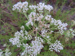 Eupatorium mohrii