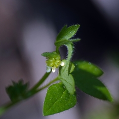 Ranunculus sessiliflorus