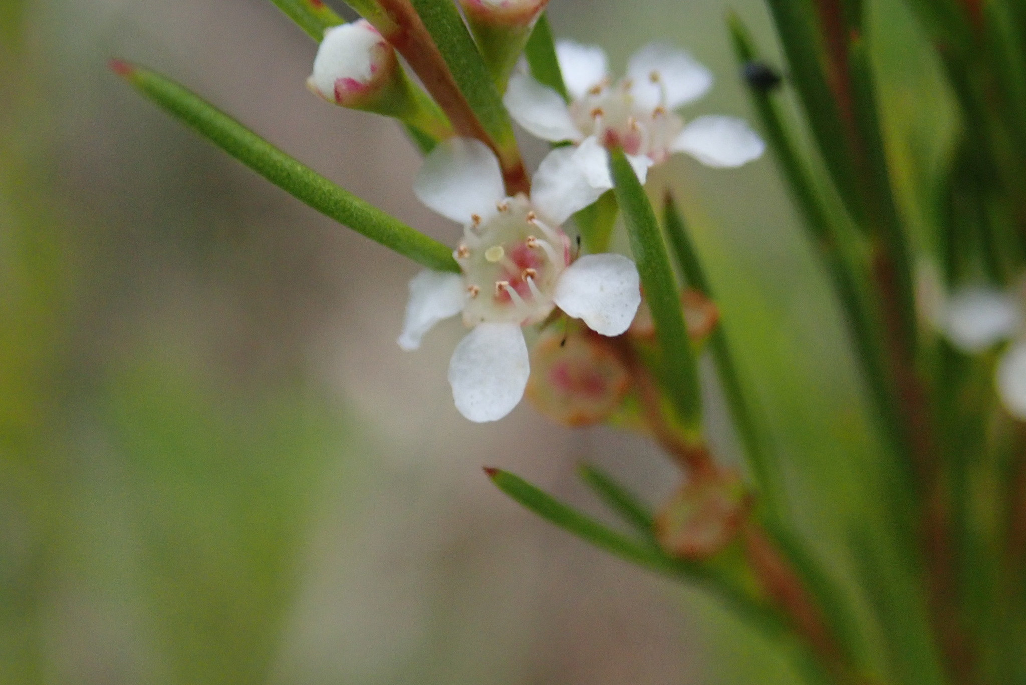 Leptospermum juniperinum
