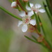 Leptospermum juniperinum - Photo (c) Anne Schuster, μερικά δικαιώματα διατηρούνται (CC BY-NC), uploaded by Anne Schuster