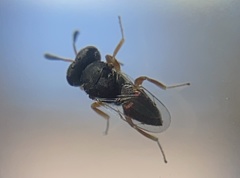 Psilocera