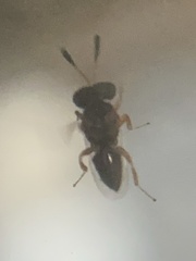 Psilocera