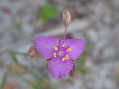 Callisia ornata