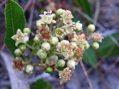 Geobalanus oblongifolius