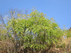 Senna spectabilis