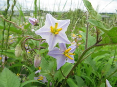 Solanum carolinense