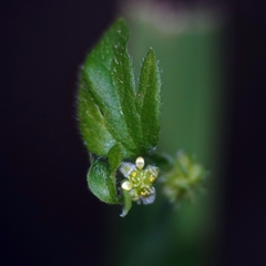 Ranunculus sessiliflorus