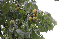 Aesculus hippocastanum
