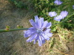 Cichorium intybus