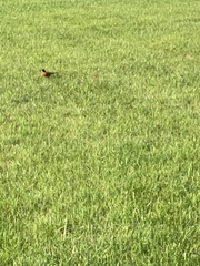 Turdus migratorius
