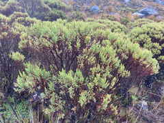 Hypericum laricifolium