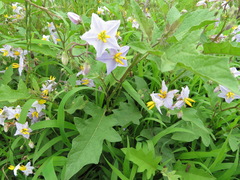 Solanum carolinense