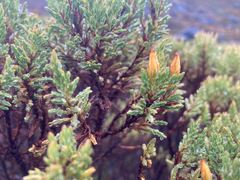Hypericum laricifolium