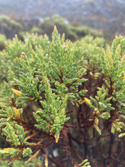 Hypericum laricifolium