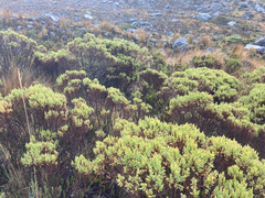 Hypericum laricifolium
