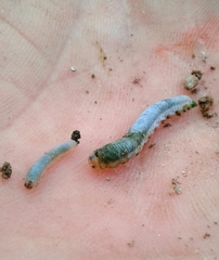 Monostegia abdominalis