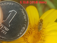 Closterotomus putoni