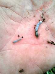 Monostegia abdominalis