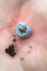 Monostegia abdominalis