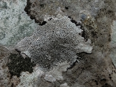 Bagliettoa parmigera