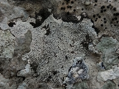 Bagliettoa parmigera