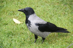 Corvus cornix