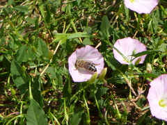 Apis mellifera
