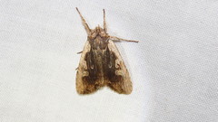 Lithophane hemina
