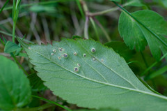 Puccinia aegopodii
