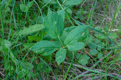 Puccinia aegopodii