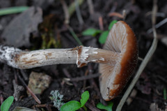 Conocybe aporos