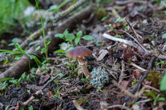 Conocybe aporos