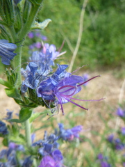 Echium vulgare