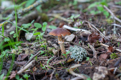 Conocybe aporos