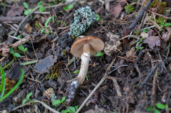 Conocybe aporos