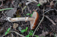 Conocybe aporos