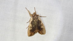 Lithophane hemina