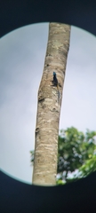 Acanthocercus ugandaensis