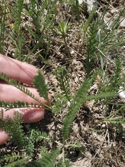 Tanacetum achilleifolium