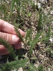 Tanacetum achilleifolium
