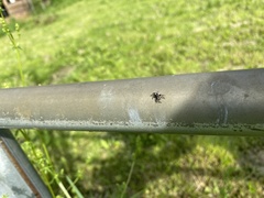 Salticus scenicus