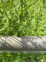 Salticus scenicus