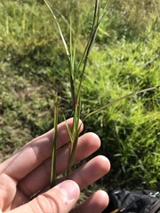 Hemarthria altissima