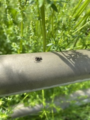 Salticus scenicus