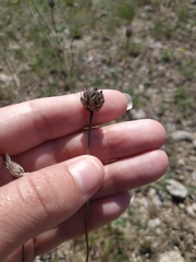 Cephalaria transsylvanica