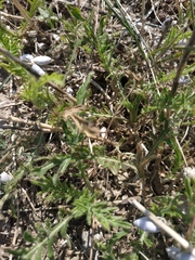 Cephalaria transsylvanica