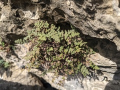 Myriopteris gracilis